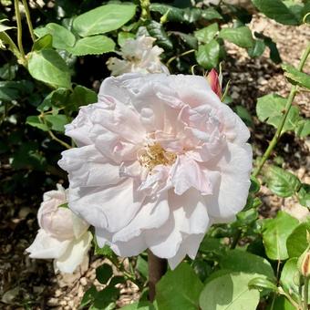 花★薔薇(オーギュスティーヌギノワゾー) 花★薔薇(オーギュスティーヌギノワゾー)の写真
