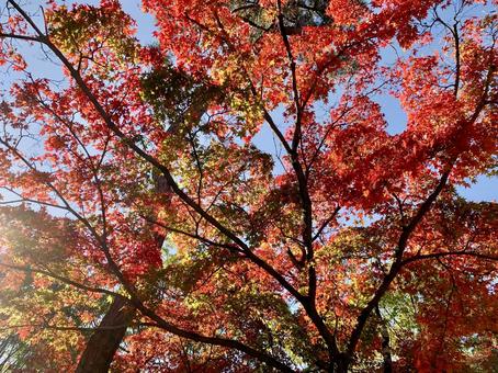 紅葉 紅葉の写真