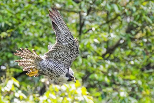 Photo, falcon, wild bird, bird, 