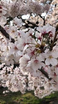 桜の写真 桜の写真の写真