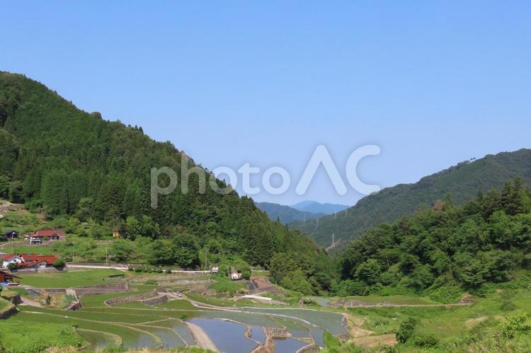 棚田百選に選ばれた井仁の棚田の田植え 棚田,水田,新緑の写真素材