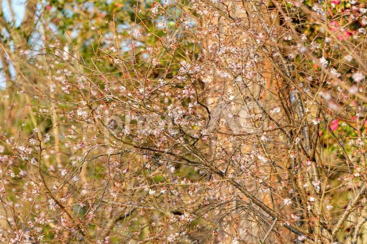 冬桜の咲く木 冬桜,桜,花の写真素材