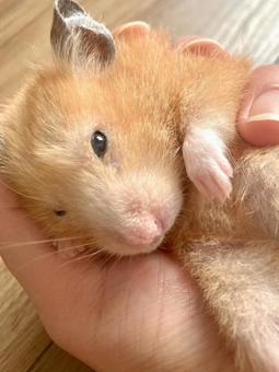 手の中のハムスター ハムスター,キンクマハムスター,ゴールデンハムスターの写真素材