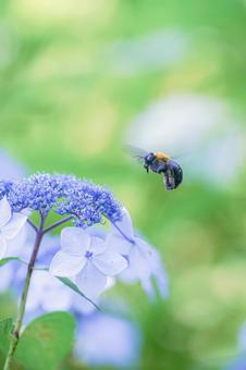 Hydrangea and carpenter bee, JPG