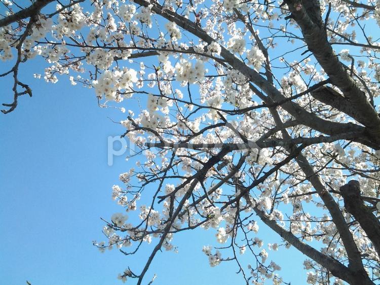 桜の木の下で さくら,チェリーブロッサム,さくらの木の写真素材