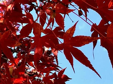 紅葉2 紅葉2 紅葉,秋,自然の写真素材