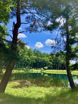 樹間から望む静かな水面 樹間から望む静かな水面 池,水面,ため池の写真素材