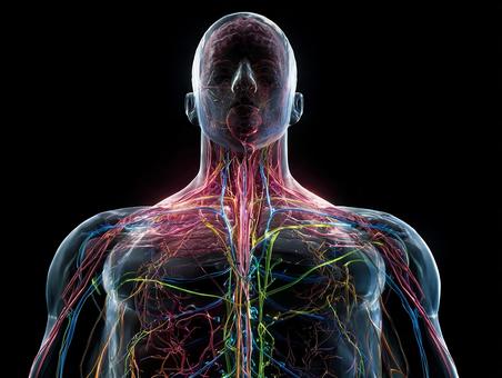 人体の奥深くを探る科学的視点 人体の奥深くを探る科学的視点の写真
