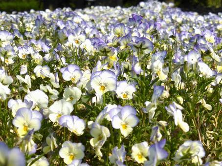 公園の花壇に群生するビオラ 公園の花壇に群生するビオラの写真