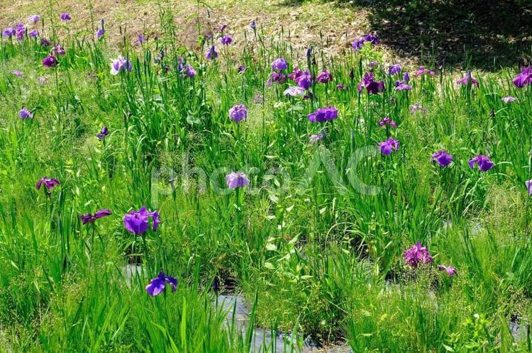 花しょうぶ　三ツ塚史跡公園 花しょうぶ,花菖蒲,花の写真素材