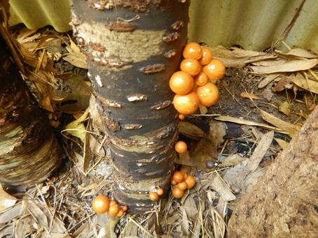 原木なめこ キノコ,茸,なめこの写真素材