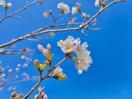 桜の枝3 桜の枝3の写真