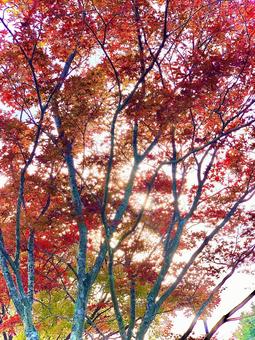 紅葉の写真