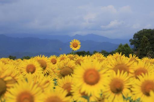 Photo, sunflower field, sunflower, summer, 