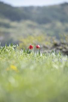 春の草原に咲くチューリップ チューリップ,春,赤の写真素材