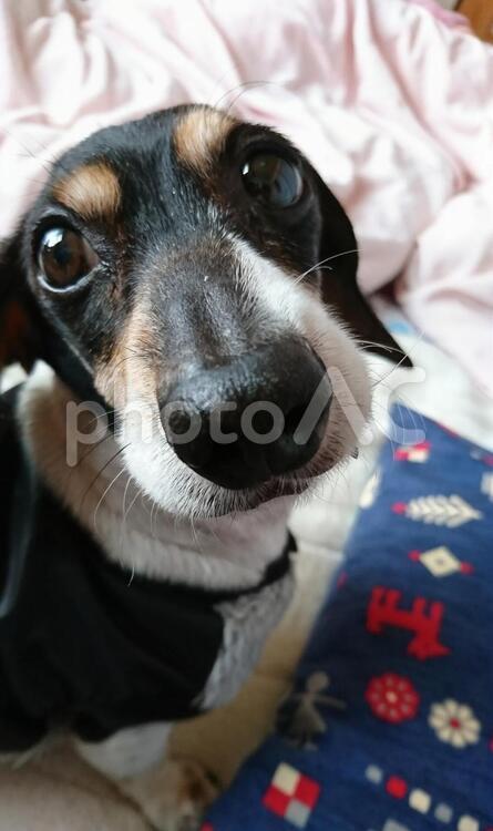 おさんぽまだ行かないの？ 犬,かわいい,ペットの写真素材