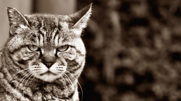 Cat face close up, JPG