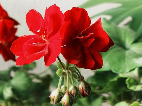 赤いゼラニウムのクローズアップ ゼラニウム,赤,クローズアップの写真素材