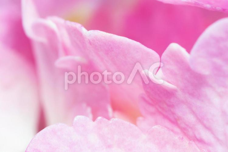 アジサイ　背景　ピンク 紫陽花,アジサイ,壁紙の写真素材