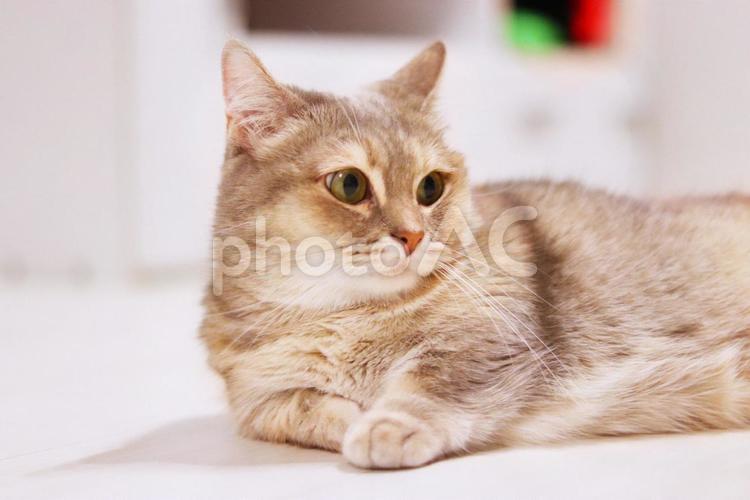 遠くを見つめて何か考えている猫 猫,ねこ,ネコの写真素材