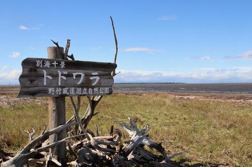 トドワラ トドワラ 北海道,標茶町,野付半島の写真素材
