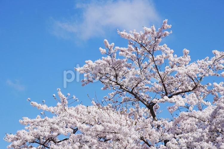 青空と桜の木 桜,満開,桜の花の写真素材