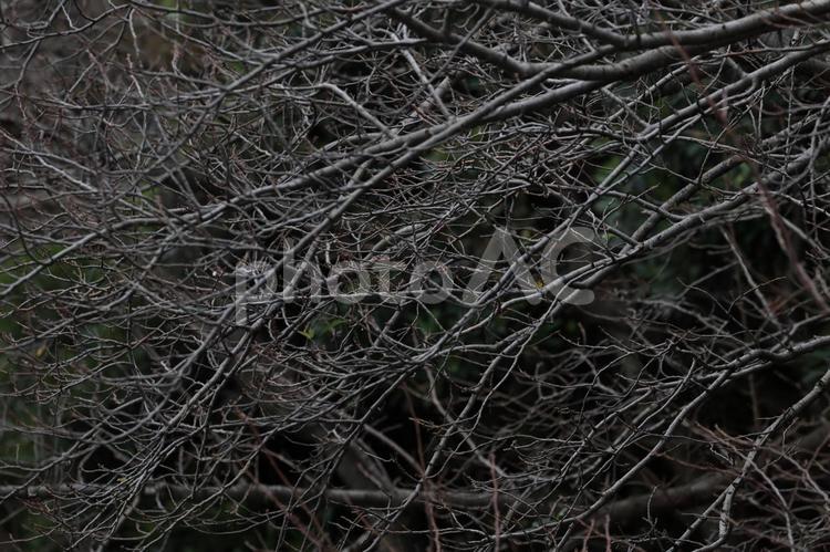冬のソメイヨシノ ソメイヨシノ,樹木,木の写真素材