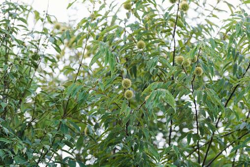 林の中の色づく前の毬栗 毬栗,栗,林の写真素材