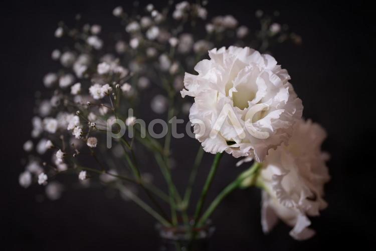 かすみ草とトルコ桔梗の優雅な調和 かすみ草,トルコ桔梗,花の写真素材