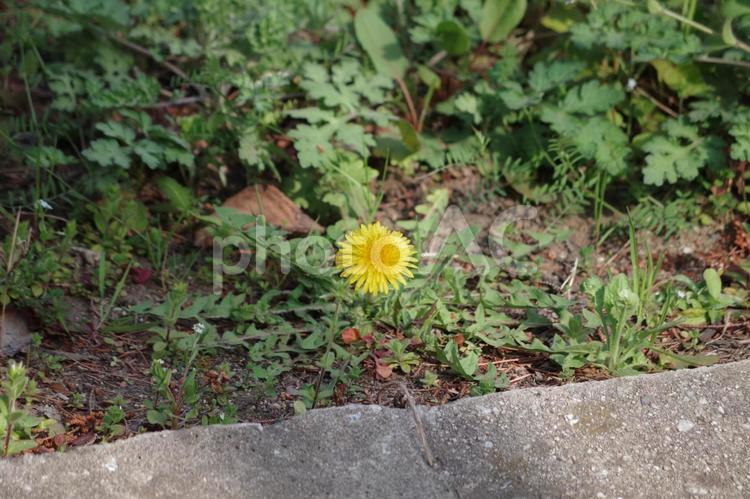 春、真っ先に咲く「セイヨウタンポポ」 セイヨウタンポポ,春,真っ先の写真素材