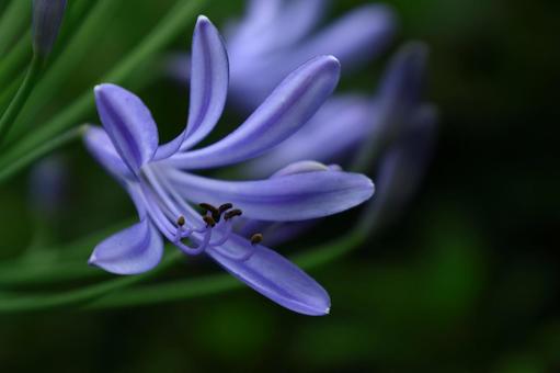 Photo, agapanthus, purple clam, murasaki kunsiran, 