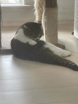 毛づくろいする猫 猫,ねこ,毛づくろいの写真素材