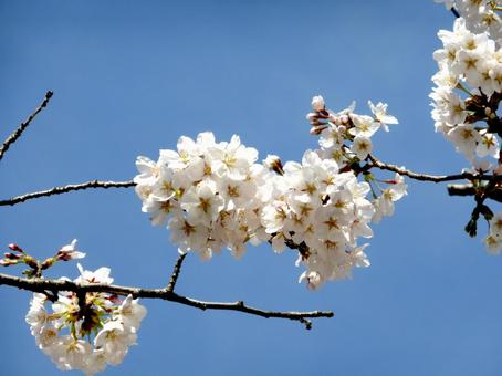 青空の下、春を待ち焦がれた桜の花々 青空の下、春を待ち焦がれた桜の花々 サクラ,花,植物の写真素材