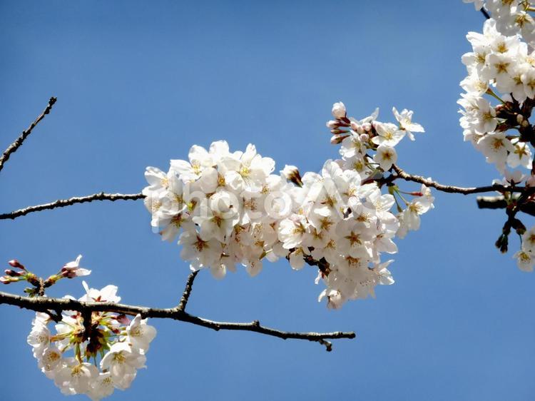 青空の下、春を待ち焦がれた桜の花々 サクラ,花,植物の写真素材