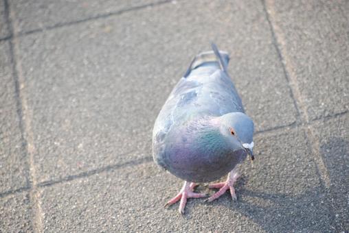 公園の鳩2 公園の鳩2の写真