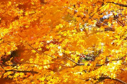 紅葉 45 紅葉 45の写真