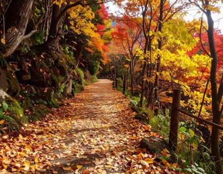 秋の山道4 秋の山道4の写真