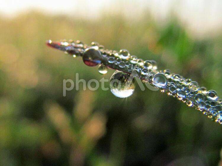 水滴と緑の葉 水滴,丸い水滴,小さい水滴の写真素材