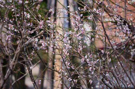 桜の蕾 桜の蕾の写真