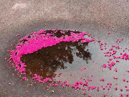 Photo, রেড হান্ড্রেড দিন, রেড পাপড়ি, স্থল, 