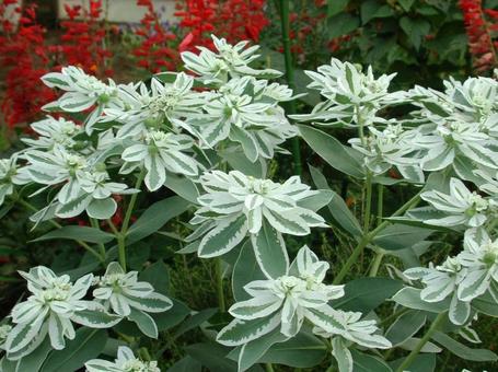 Photo, affiliation, blooming landscape, white speckled leaves, 