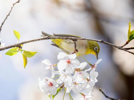 桜とメジロ・サクジロー 桜とメジロ・サクジローの写真