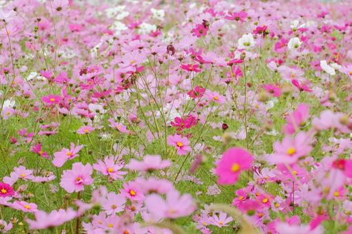 こすもす こすもす,コスモス,コスモス畑の写真素材