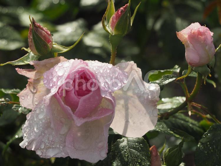 雨上がり　薔薇　”夢香”③ 薔薇,バラ,ばらの写真素材