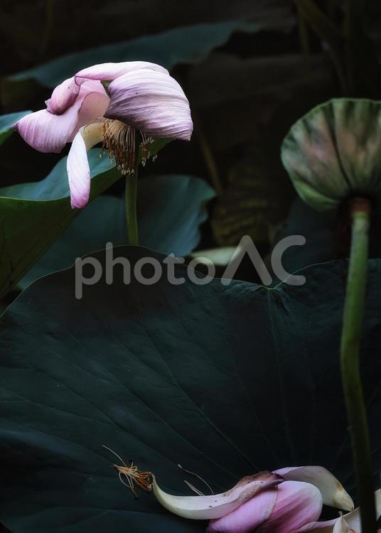 散った花びらを想う 蓮,ハス,花の写真素材