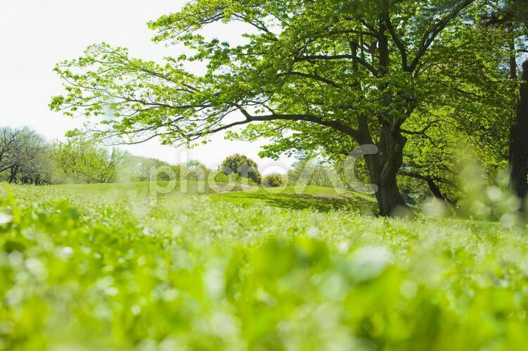 公園　木 木,公園,芝生の写真素材
