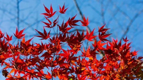 秋の紅葉 秋,赤,秋色の写真素材