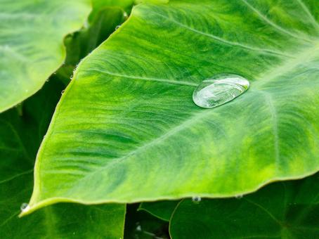 葉っぱと水滴 葉っぱと水滴 水滴,アップ,雫の写真素材