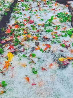 和三盆のような景色 初冬,秋景色,落ち葉の写真素材