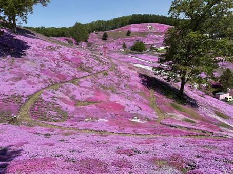 Moss phlox, JPG